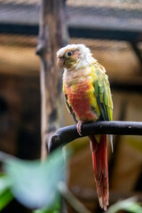 Pineapple green cheek conure ( Pyrrhura molinae ) is one of the less common conure color mutations....