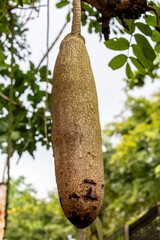 the closeup image of the fruit of sausage tree (Kigelia africana), which occurs throughout tropical...