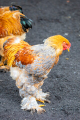 The Brahma is an American breed of chicken. It was developed in the United States from birds imported from the Chinese port of Shanghai. It was the principal American meat breed.  