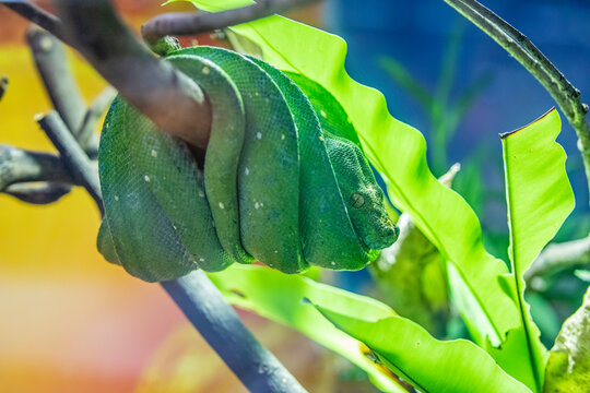 The green tree python (Morelia viridis) is a species of snake in the family Pythonidae. 
it is a bright green snake,  living generally in trees.