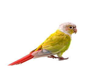 Colorful Pyrrhura molinae parrot isolated on transparent background png file