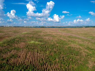 Aerial view of a mature soybean plantation, ready for harvest, but with many weeds of different types spread throughout the field,  in Brazil