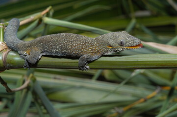 Prehensiletail Geckos Reptile close up on a leaf