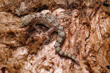 Homopholis Woodworthia maculata reptile close up camouflage 