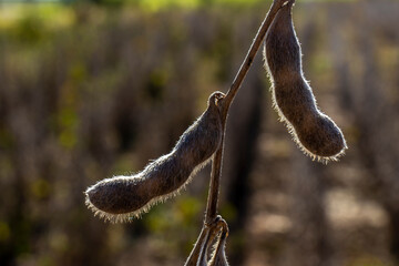 Ripe soybean plantation, ready for harvest, in Brazil