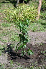 植樹した若い木