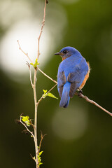 Eastern bluebird (Sialia sialis), a cute songbird, perched in a tree during spring in Sarasota, Florida