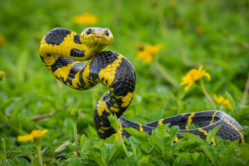  golden ring snake. was winding around the flower