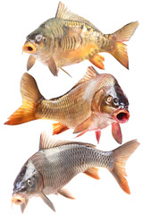 Fish carp isolated on white background
