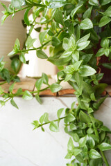 Close-up of green plant leaves in the room