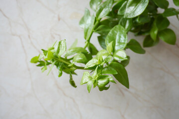 Close-up of green plant leaves in the room