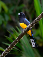 Black-headed Trogon portrait on tree branch