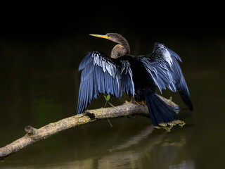 Anhinga portrait with open wings on dark background