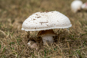 A round and plump wild mushroom fungus close-up