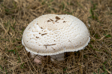 A round and plump wild mushroom fungus close-up