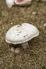 A round and plump wild mushroom fungus close-up