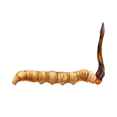 Cordyceps sinensis fungus watercolor illustration. Hand drawn medicinal mushroom image. Cordyceps on a caterpillar body. Natural organic treatment element. Medical mushroom cordyceps sinensis.