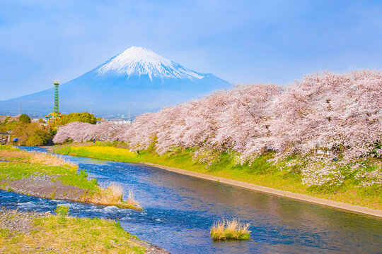 Fuji mountain and Row of Sakura Trees along Uruigawa River in Spring, Fujinomiya, Shizuoka, Japan