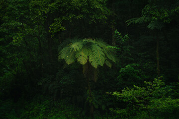 Deep green humid rainforest located in Zunil, Quetzaltenango, Guatemala.