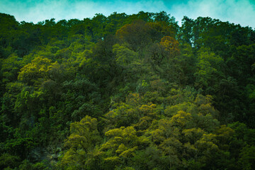 Deep green humid rainforest located in Zunil, Quetzaltenango, Guatemala.