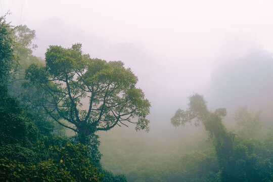 Deep green humid rainforest located in Zunil, Quetzaltenango, Guatemala.