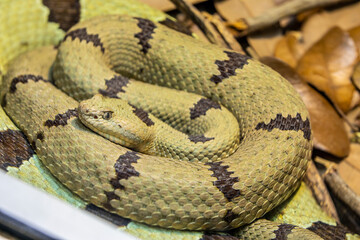 Fototapeta premium rock rattlesnake (Crotalus lepidus) is a venomous pit viper species found in the southwestern United States and northern central Mexico. The color pattern varies greatly. 