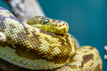 The Timor python (Malayopython timoriensis) is a python species found in Southeast Asia. Like all pythons, it is a nonvenomous constrictor; it is not considered dangerous to humans.