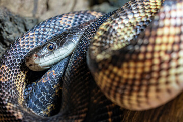 The Texas rat snake (Pantherophis obsoletus lindheimeri) is a subspecies of the black rat snake, a nonvenomous colubrid. It is found in the United States, primarily within the state of Texas. 