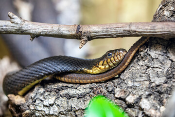plain-bellied water snake(Nerodia erythrogaster) is a familiar species of mostly aquatic,...