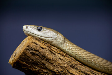 The black mamba (Dendroaspis polylepis) is a species of highly venomous snake belonging to the...