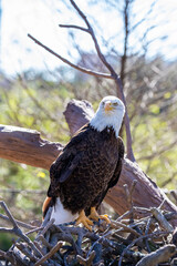 The closeup image of bald eagle (Haliaeetus leucocephalus), a bird of prey found in North America. A sea eagle.
An opportunistic feeder which subsists mainly on fish.