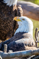 The closeup image of bald eagle (Haliaeetus leucocephalus), a bird of prey found in North America. A sea eagle.
An opportunistic feeder which subsists mainly on fish.