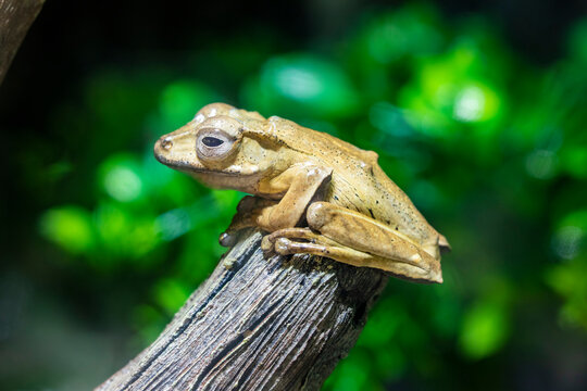 Borneo eared frog (Polypedates otilophus) is a species of frog in the family Rhacophoridae. It is endemic to Borneo. It  has prominent, sharp ridges behind the eye, above the ear.