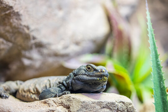 common chuckwalla (Sauromalus ater) is a species of lizard in the family Iguanidae.
 a large, flat-bodied lizard with a large, rounded belly, and a wide-based, blunt-tipped tail.