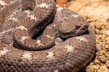 Arizona black rattlesnak (Crotalus cerberus) is a venomous pit viper species found in the southwestern United States.
The color pattern consists of a dark grayish, brownish black, reddish brown.