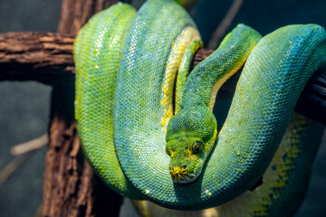 The green tree python (Morelia viridis) is a species of snake in the family Pythonidae.  it is a bright green snake,  living generally in trees.