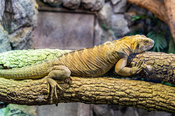 The Jamaican iguana (Cyclura collei)  is a large species of lizard in the family Iguanidae. The...