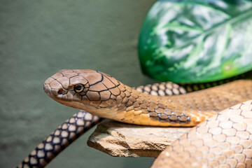 The king cobra (Ophiophagus hannah) is a large elapid endemic to forests from India through Southeast Asia. It is the world's longest venomous snake. It preys chiefly on other snakes.