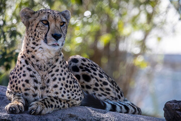 A Cheetah (Acinonyx jubatus) is sitting on the rock. it is a large cat of the subfamily Felinae that occurs in North, Southern and East Africa, and a few localities in Iran.