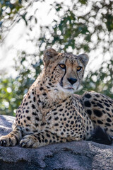 A Cheetah (Acinonyx jubatus) is sitting on the rock. it is a large cat of the subfamily Felinae that occurs in North, Southern and East Africa, and a few localities in Iran.