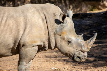 The white rhinoceros (Ceratotherium simum) is the largest extant species of rhinoceros. It has a wide mouth used for grazing and is the most social of all rhino species. © Danny Ye