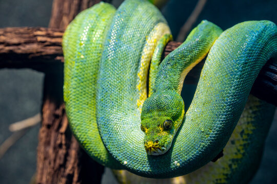 The green tree python (Morelia viridis) is a species of snake in the family Pythonidae. 
it is a bright green snake,  living generally in trees.