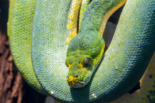 The green tree python (Morelia viridis) is a species of snake in the family Pythonidae. 
it is a bright green snake,  living generally in trees.