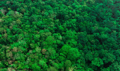 aerial view of dark green forest Abundant natural ecosystems of rainforest. Concept of nature  forest preservation and reforestation.