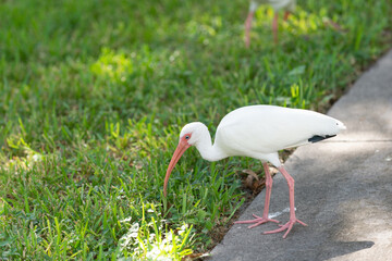 ibis bird, copy space. ibis bird in wildlife. ibis bird in nature. photo of ibis bird outdoor