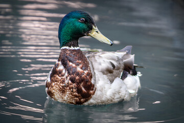duck on the water