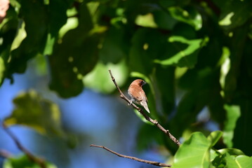 The scaly breasted munia or spotted munia perching on branch, Lonchura punctulata, known as nutmeg mannikin or spice finch, is a sparrow sized estrildid finch 