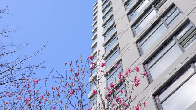 Establishing shot of top of modern apartment building with balcony, trees and beautiful spring blossom landscape in Vancouver, Canada, North America. Day time on Apr 2023. ProRes 422 HQ.