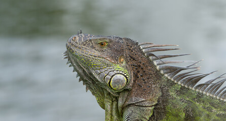 photo of green iguana lizard. iguana lizard reptile. iguana lizard in wildlife. iguana lizard