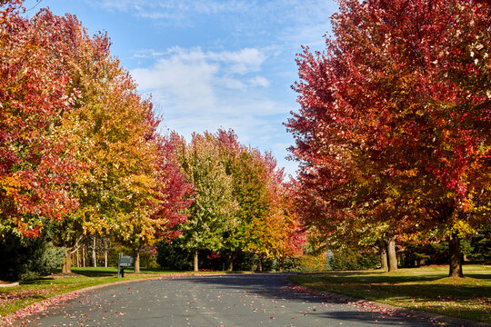 Autumn leaves turning vivid colors on the trees lining my street near Hudson Wisconsin